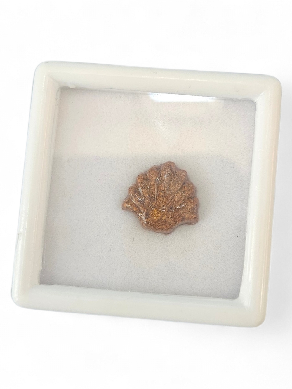 Script Stone Seashell Charm Pendant - Women Jewelry